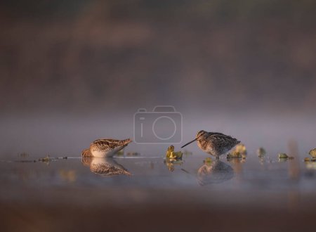 Foto de Beautiful Common snipes close up in the morning - Imagen libre de derechos