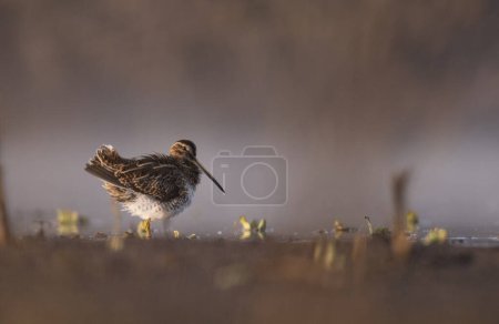 Photo for Beautiful Common snipe close up in the morning - Royalty Free Image