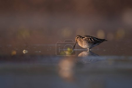 Photo for Beautiful Common snipe close up in the morning - Royalty Free Image