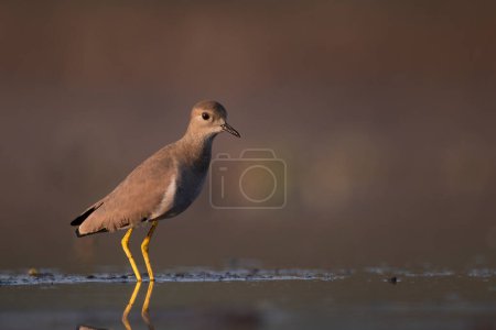 Photo for White-tailed lapwing (Vanellus leucurus) in Wetland - Royalty Free Image