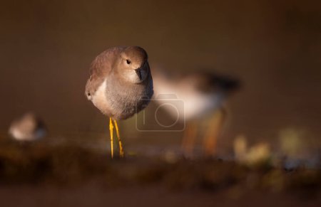 Photo for White-tailed lapwing (Vanellus leucurus) in Wetland - Royalty Free Image