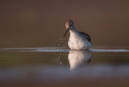 Photo for Common red shank in lake with reflection in water - Royalty Free Image