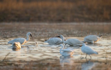 Photo for Flock of Spoonbills and egrets feeding in the morning - Royalty Free Image