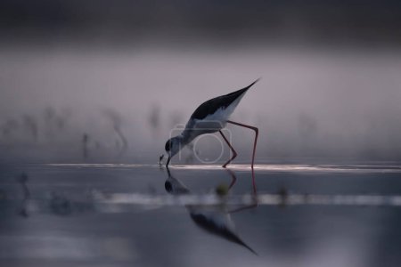 Photo for Black winged stilt (Himantopus himantopus) in the water - Royalty Free Image