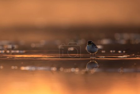Photo for Citrine wagtail in lake in Sunrise - Royalty Free Image
