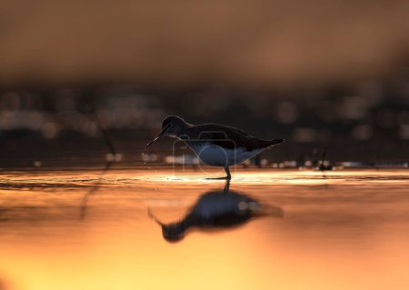 Téléchargez les photos : Black winged stilt feeding in sunrise - en image libre de droit
