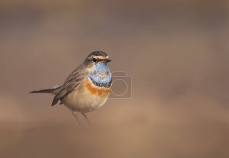 Photo for Bluethroat, Luscinia Svecica in wetland area in Morning - Royalty Free Image