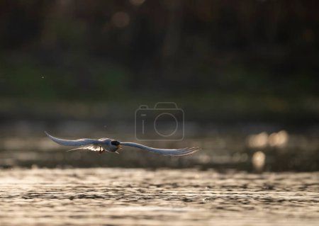 Foto de Río adolescente caza en el amanecer en el lago - Imagen libre de derechos