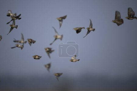 Téléchargez les photos : Un troupeau d'oiseaux volant dans le ciel - en image libre de droit