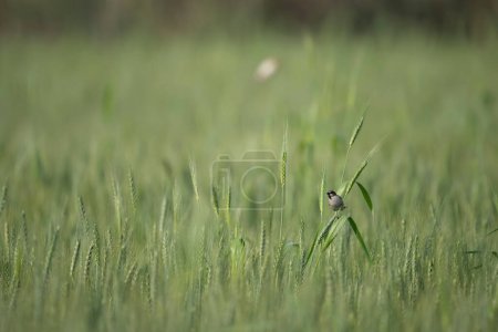 Photo for House Sparrow feeding in Wheat field - Royalty Free Image