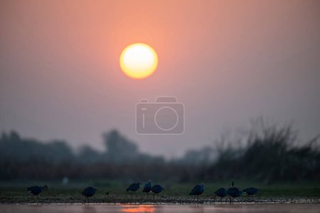 Photo for Flock of Grey-headed swamphen Feeding in Wetland in Sunrise - Royalty Free Image