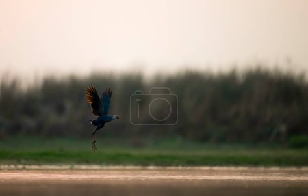 Téléchargez les photos : Un oiseau survolant le lac - en image libre de droit