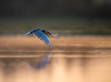 Foto de Un pájaro volando sobre el lago - Imagen libre de derechos