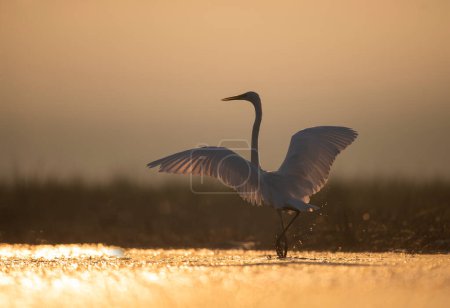 Photo for The Great Egret at sunrise - Royalty Free Image