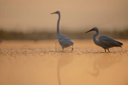 Photo for Great Egrets at sunrise in golden misty morning - Royalty Free Image