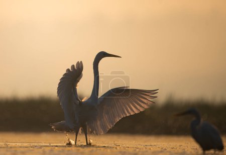 Photo for The Great Egret at sunrise - Royalty Free Image