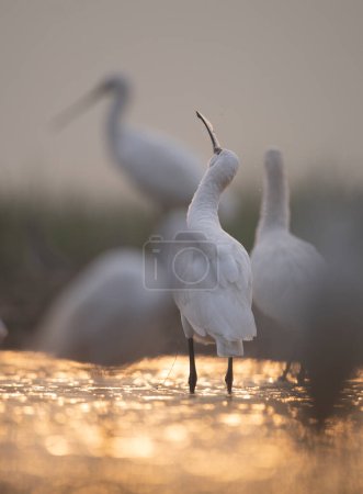 Photo for White egrets (pelecanus onocrotalus) in the morning - Royalty Free Image