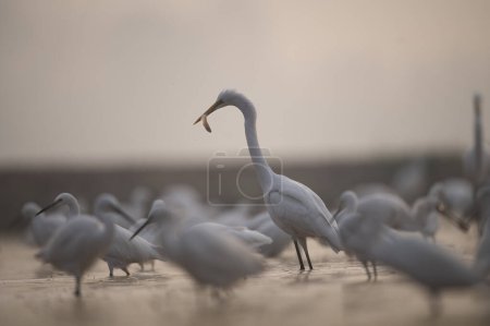 Photo for White egret (ardea alba) fishing in lake - Royalty Free Image