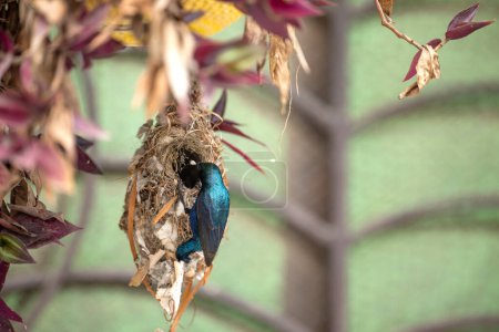 Foto de Púrpura Sunbird macho alimentación pollitos en nido - Imagen libre de derechos