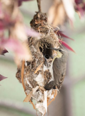 Photo for Close up of a bird feeding Chicks in nest - Royalty Free Image