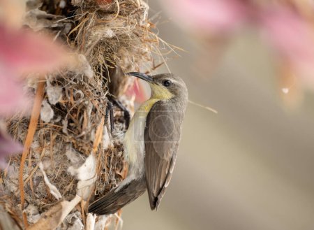 Photo for A closeup shot of a Female bird Feeding - Royalty Free Image
