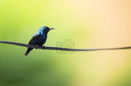 Foto de Un pájaro verde está sentado en un alambre en el jardín - Imagen libre de derechos