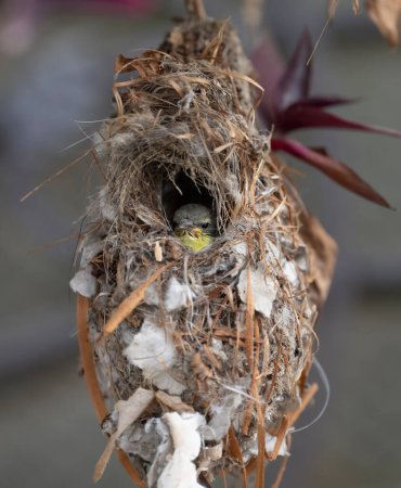 Foto de Hermoso pájaro en el nido - Imagen libre de derechos