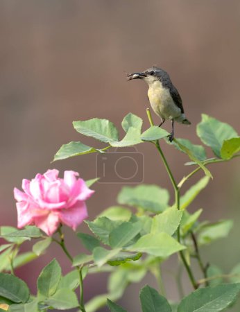 Téléchargez les photos : Mignon petit Sunbird violet perché sur la branche de la plante levée dans le jardin - en image libre de droit