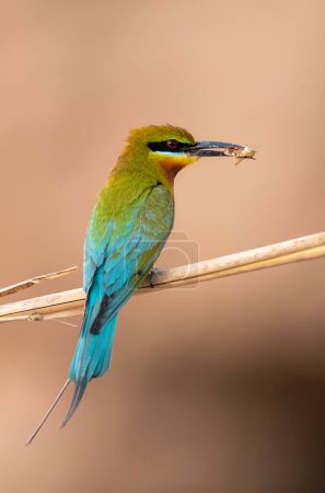 Photo for Blue tailed Bee Eater with hunt on Perch - Royalty Free Image