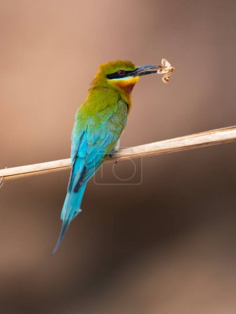 Photo for Blue tailed Bee Eater in Breeding Colony with nest - Royalty Free Image