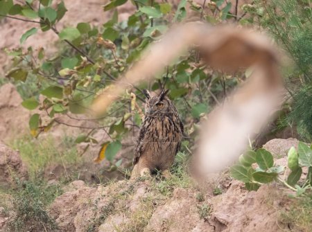 Foto de Búho águila india (Bubo bengalensis) en la zona de montaña - Imagen libre de derechos