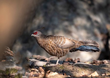 Photo for Kaleej Pheasant  bird, nature fauna, flora and food - Royalty Free Image