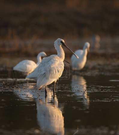 Photo for Flock of Spoonbill Fishing in wetland - Royalty Free Image