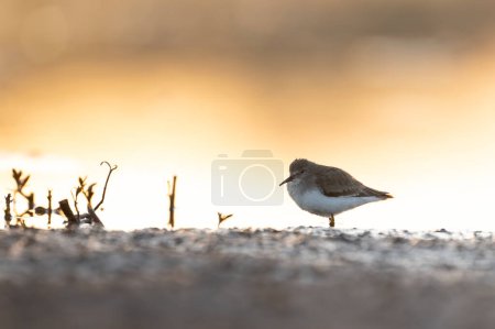 Photo for Little Stint in lake in morning - Royalty Free Image