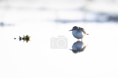 Photo for Little Stint in lake in morning - Royalty Free Image