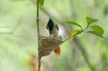 Foto de Alimentación de aves en el bosque - Imagen libre de derechos
