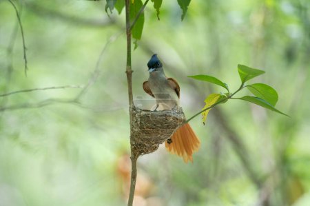 Téléchargez les photos : Asiatique paradis attrape-mouches avec des poussins dans le nid - en image libre de droit
