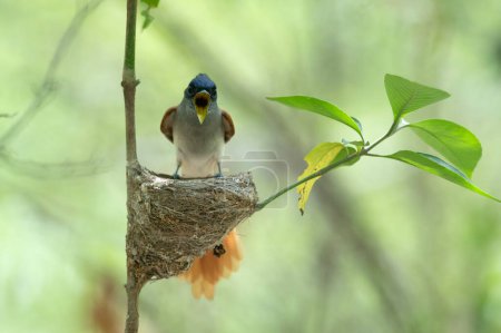 Photo for Asian Paradise flycatcher with chicks in nest - Royalty Free Image
