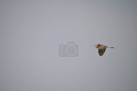 Téléchargez les photos : Un oiseau en vol dans le ciel - en image libre de droit