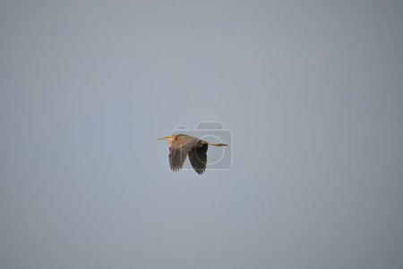 Photo for Flying bird in the sky - Royalty Free Image