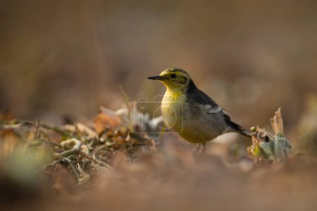Photo for Citrine Wagtail Closeup in morning - Royalty Free Image