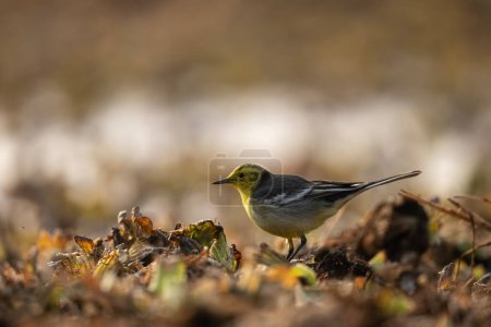 Photo for Citrine Wagtail Closeup in morning - Royalty Free Image