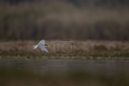 The River tern Flying 
