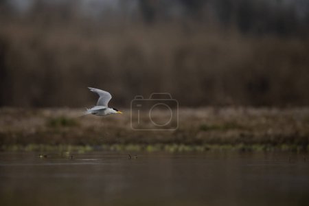 Great Egret Flying over lake 