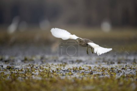 indian Pond heron Flying 