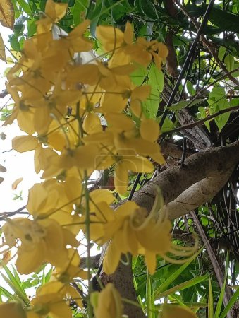  Cassia fistula, douche dorée, purge de cassia, Laburnum indien, Kani Konna, Konna Poo, pudding-pipe, Plante à fleurs, Fabaceae,