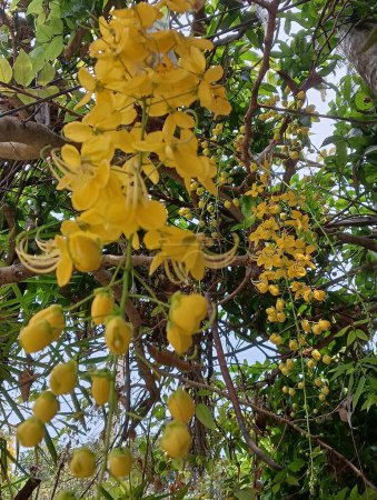  Cassia-Fistel, Golddusche, reinigende Cassia, Indischer Laburnum, Kani Konna, Konna Poo, Pudding-Pfeifenbaum, Blütenpflanze, Fabaceae,