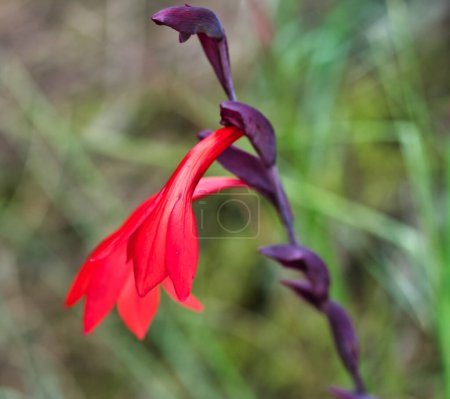 Photo for Gladiolus Watsonioides blossom at forested lower slopes of Kilimanjaro, Tanzania - Royalty Free Image