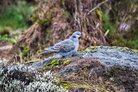 Photo for Dusky Turtle Dove  at Shira Camp, 3500 Meters on the Machame Route of the Kilimanjaro Trek, Tanzania - Royalty Free Image