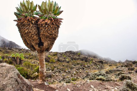 Photo for Giant Groundsels growing in the moorland region of Kilimanjaro pictured near Barranco Camp at 3700 m above sea level, botanical name Dendrosenecio kilimanjari, Tanzania - Royalty Free Image